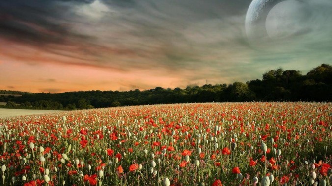 Golang vs Rust vs Dlang 哪个更有前途，哪位大牛这 3 门语言都用过？